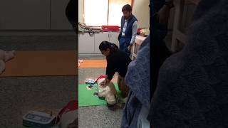 CPR PRACTICE WITH MANIKINS || FEEDBACK DEVICE || BLS