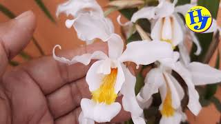 Orquídea Branca no jardim