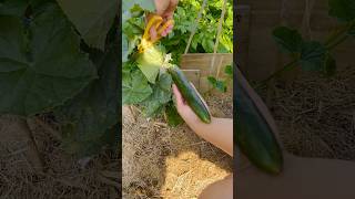 Harvesting Cucumber #gardening