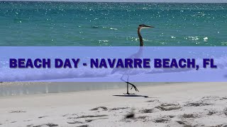 Navarre, FL Beach Day - Dolphin, Pink Meanie Jellyfish, & Blue Heron