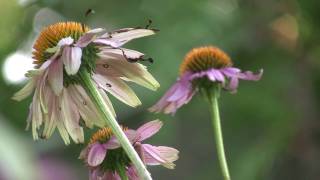 Garden late summer part 1 3D