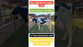 New World Record Cow 132.20kg #vetvlogs #2023BrazilExpo