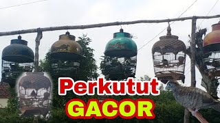 Perkutut Gacor||Pancingan perkutut