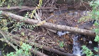 Faut il nettoyer le lit des rivières ou laisser en place ces barrages de bois