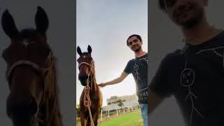 Horse Riding رکوب الخلیل