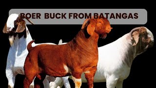 PART 1 / QUALITY BUCKS FROM BATANGAS/GOAT FARMING PHILIPPINES/MGA BUCK NA ATING NAVIDEOHAN