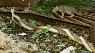 सांपों का सहवास का यह अद्भुत दृश्य देख आप भी रह जाएंगे हैरान Snake Mating captured live on camera