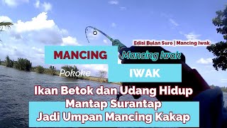 Ikan Betok dan Udang Hidup Mantap Surantap Jadi Umpan Kakap | Edisi Bulan Suro | Mancing Iwak