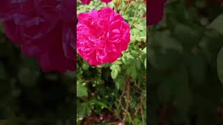 #jesus #viralvideos #espiritualidade #flores #florescimento #plantas #primavera #fé #jardim