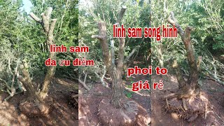 linh sam song hinh phoi to giá rẻ "0979309131" Cây Kiểng Quốc Cung