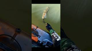 preservando o tucunaré pesca esportiva! #fishing #shorts #pescaesportiva #viral #viralvideo