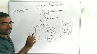 6. Conjugation সংযুক্তি class12 Ch1