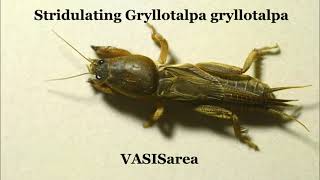 Stridulating Gryllotalpa gryllotalpa