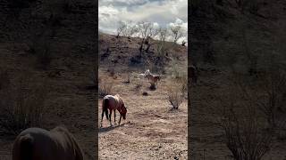 Wild Horses Can Kick! #majestichorses #horsevideo #kicks