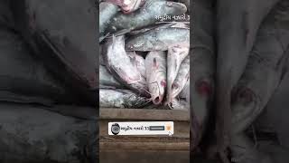 viral katiya fish||#fishing #fish #ytshorts #sea