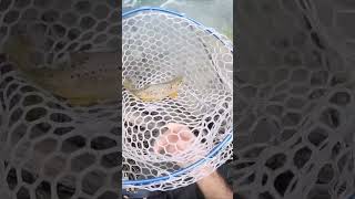 Spinning trota torrente, fario pinne rosse #shorts#viral#youtubeshorts#youtube#viralshorts#fishing