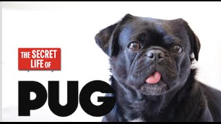 The Absolutely CUTEST Secret Life of Pug - Day in the Life of a Pug