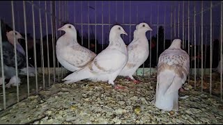 RADOM Gołębie pigeons targ Andrzej W. 16.11.2024 cz.2/5💥Gołębie jasne i wyszwance Andrzeja Radom💥