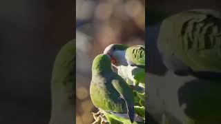 birds lover #birds #funny #beautifulanimals #nature #share #shorts #shortsvideo #shotsfeed