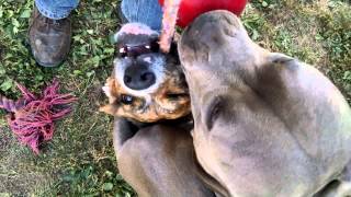 Diesel And Roxy With New Bark Box Toy