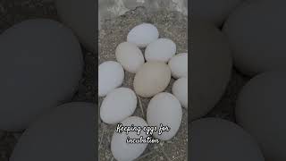 Keeping eggs for incubation | Hen incubating eggs| #Shorts