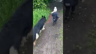 cute baby walking with dog #dog #cutebaby #shortsvideo #trending #youtubeshorts #pets #animal #short