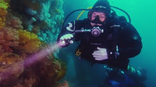 Scuba Diving Browning Pass (4K) | Jewel of the Emerald Sea  | Port Hardy, Vancouver Island