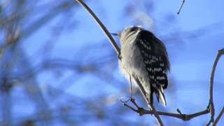 Woodpecker pecks a wood.