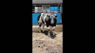 Belgian Blue !!! Sapi apa Gatotkaca #BIB_Singosari