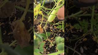 Harvesting my first #cucumber #gardener #gardening #vegetablegarden #backyardgardener