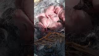 New born bunny#youtubeshorts #bunny #pet #animal #love