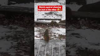 Watch squirrel showing butt 😀🐿 #shorts #funny #squirrel #youtubeshorts #animals