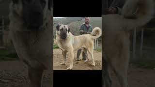 Kangal Dog Big Size #Shorts Video #Short