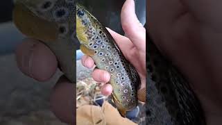 Odd But Beautiful River Brown Trout! #shorts #subscribe #river #fish #browntrout