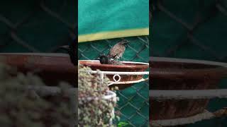 #birds #enjoying #bathing to #beat the #heat #enjoyment #fun #birdsvideo #4k #backyardwildlife #spa