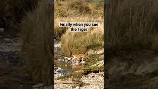 5th safari mein #ytshorts #corbett #shortsfeed #nature #tiger