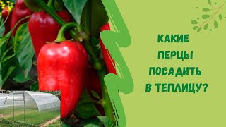 🌶🤔Не знаю какие перцы посадить в теплицу?