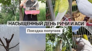 Насыщенный день Ричи и Аси|Поездка попугаев.