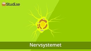 Nervsystemet (Biologi) - www.binogi.se