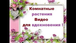 Комнатные растения || Видео для вдохновения -осенняя симфония цветения !