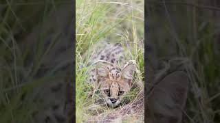 Hidden serval