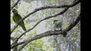 Orange-winged parrots, Tobago