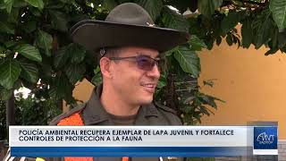 POLICÍA AMBIENTAL RECUPERA EJEMPLAR DE LAPA JUVENIL Y FORTALECE CONTROLES DE PROTECCIÓN A LA FAUNA