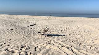 Seagull on the beach