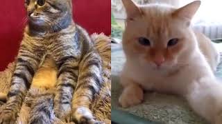 Cute Funny CATS Tik Toks / Кот в Тик Ток #степа