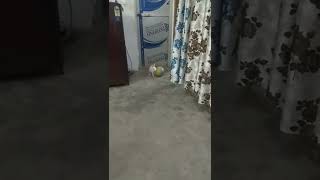 cute rabbit 🐇🐇 playing football#rabbit #Pushkar Pandey 3485#cuterabbit