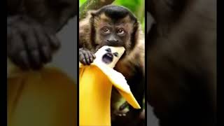 Monkey eating a banana.