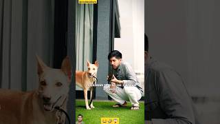 Kuldeep Singhania |Power of AI |Human to Dog voice 😂🐶🤣😱#shorts #dog