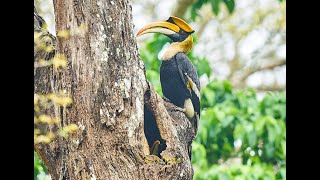 Great Hornbill Male & female build nest, Mate for life | Rare Great Hornbill Nesting & berry feeding