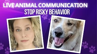 Animal Communication With Angel | Animal Intuitive Channel Clips (from Ep 119 & 120)